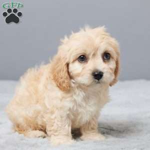 Faith, Cavachon Puppy